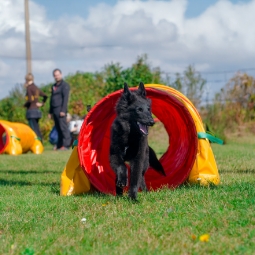 Category image: Pet Training Aids